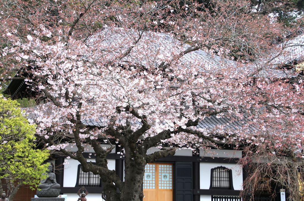長谷寺 櫻花