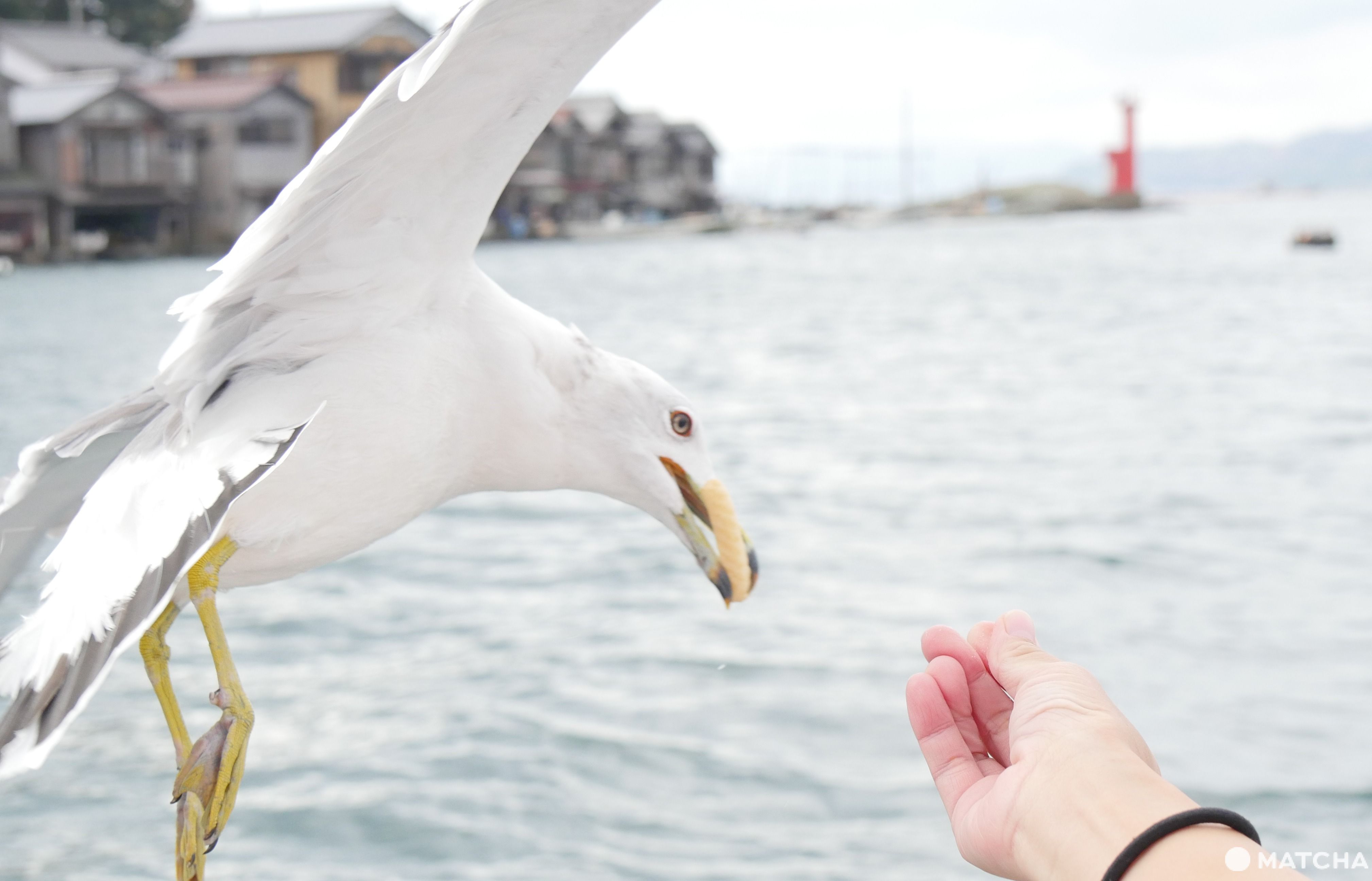 伊根町為海鳥