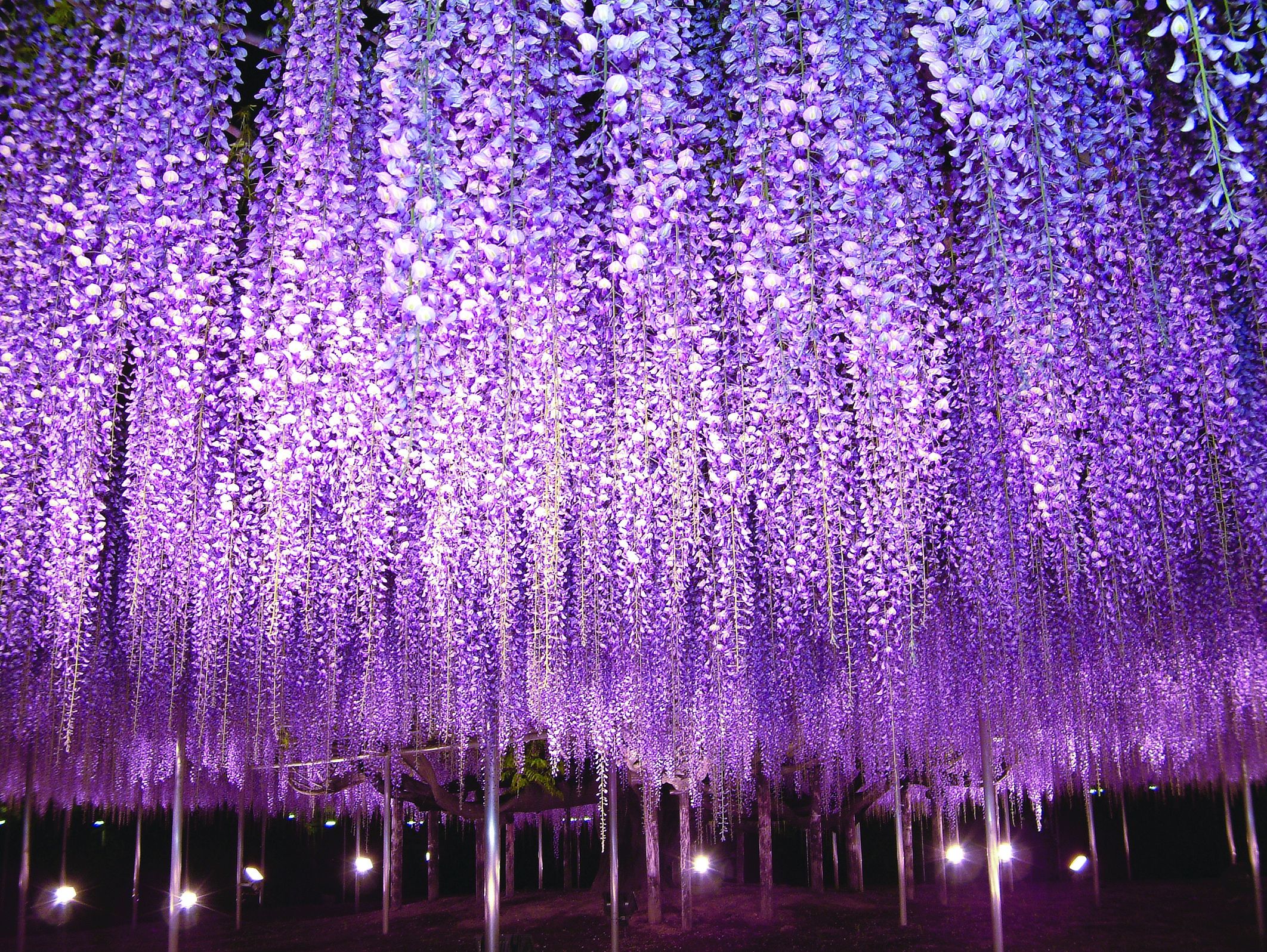 栃木足利花卉公園