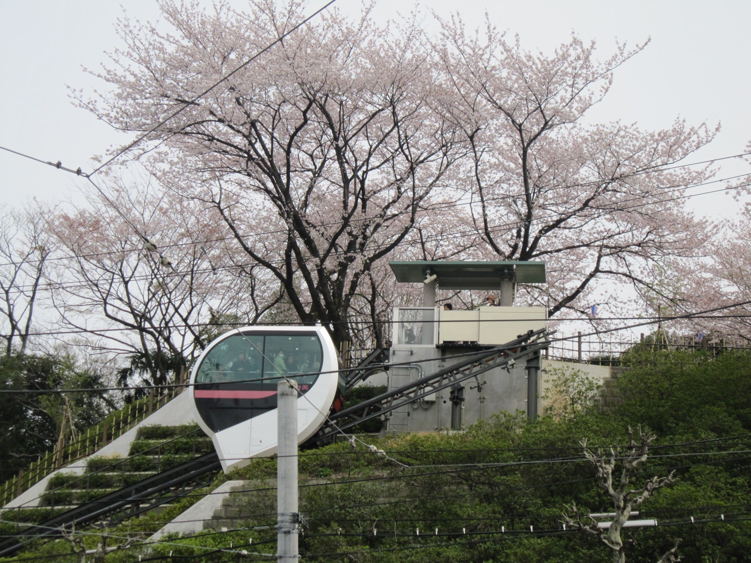 【東京】搭都電遊下町，一日賞櫻推薦行程
