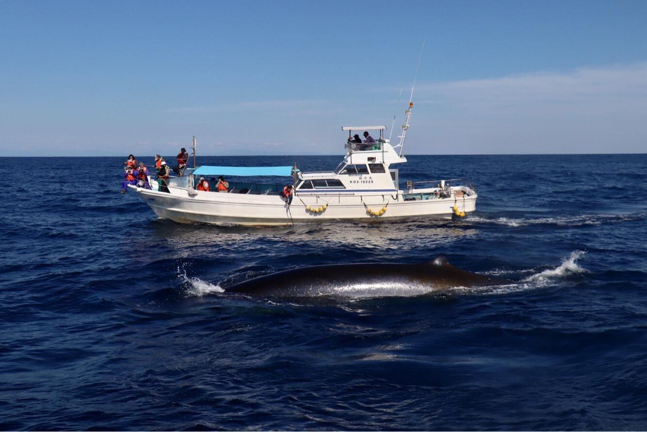 猫、鹿、クジラ……動物と友達になれる！日本の観光スポット5選