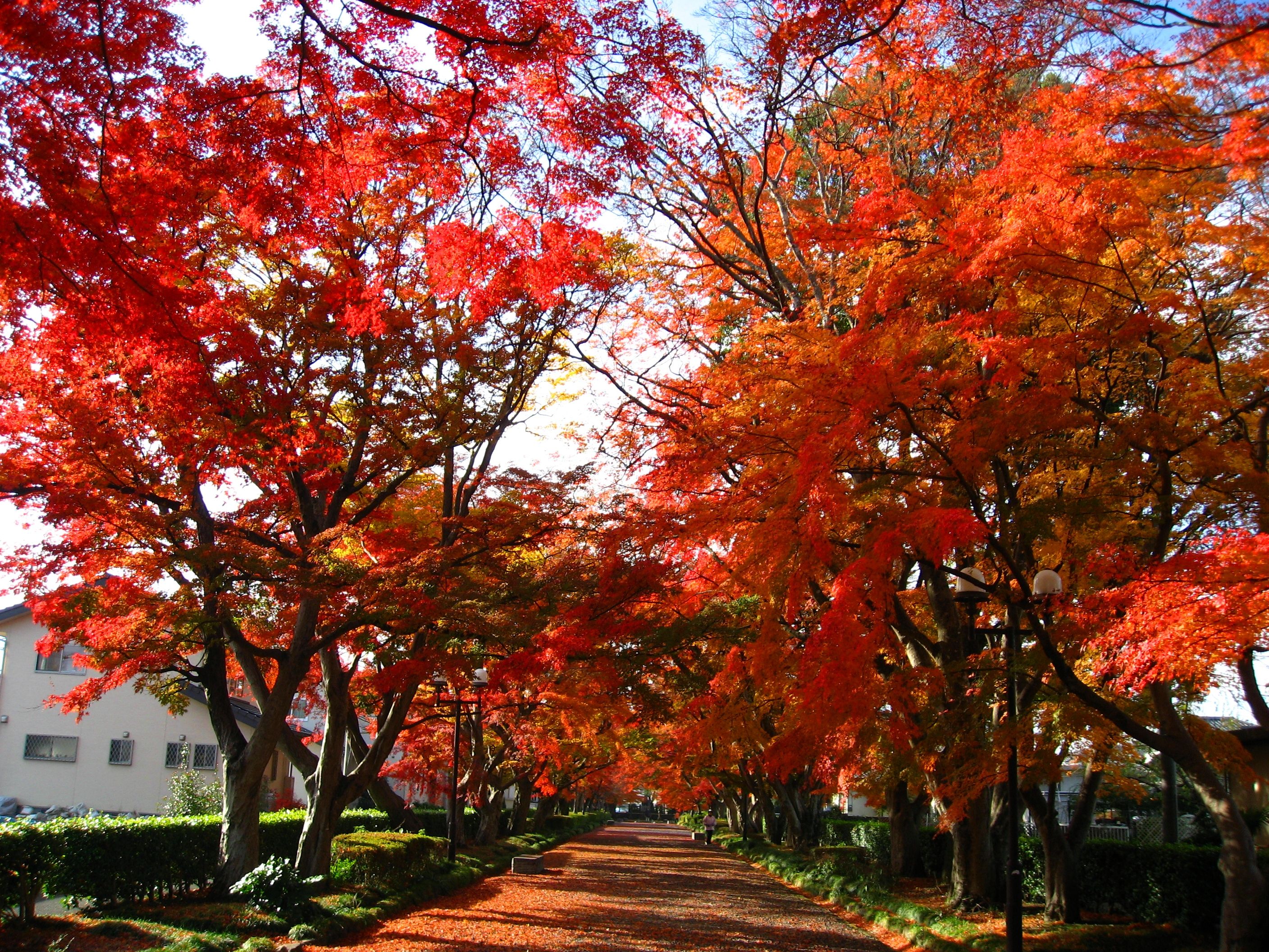 【栃木】臥虎藏龍絕景之地！絕對羨煞所有人的5大奇蹟絕景！