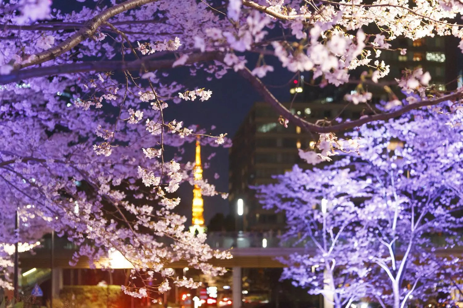 在東京中城Tokyo Midtown搶先感受奢華的春之櫻花饗宴「MIDTOWN BLOSSOM 2019」 
