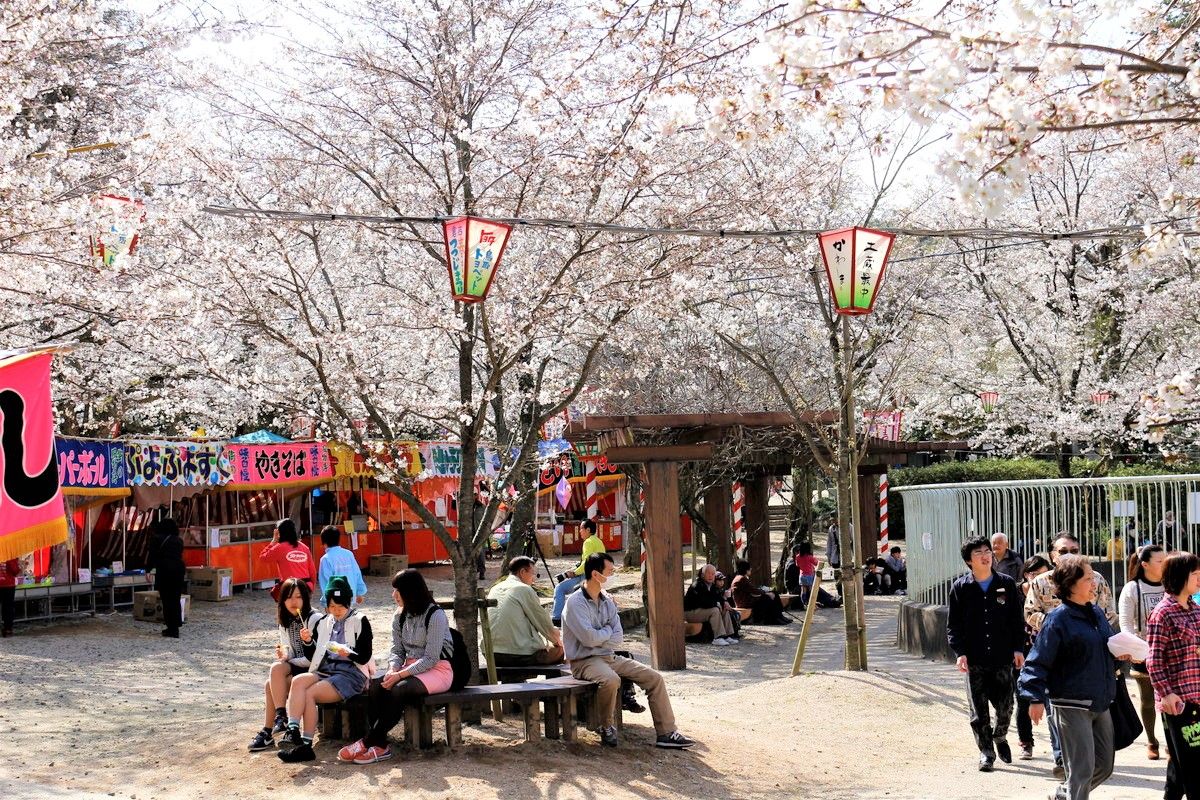 残雪の大山を背景に桜を見よう！鳥取の幻想的な桜スポット8選