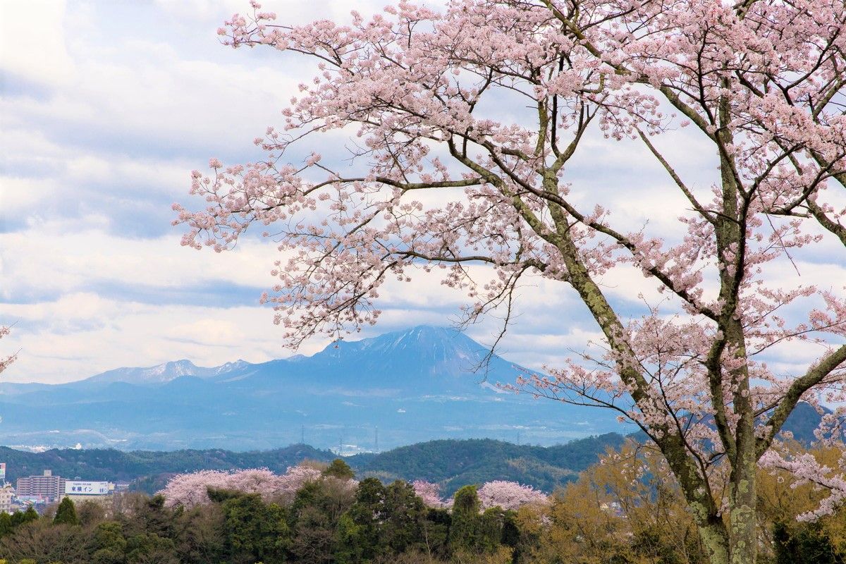 残雪の大山を背景に桜を見よう！鳥取の幻想的な桜スポット8選