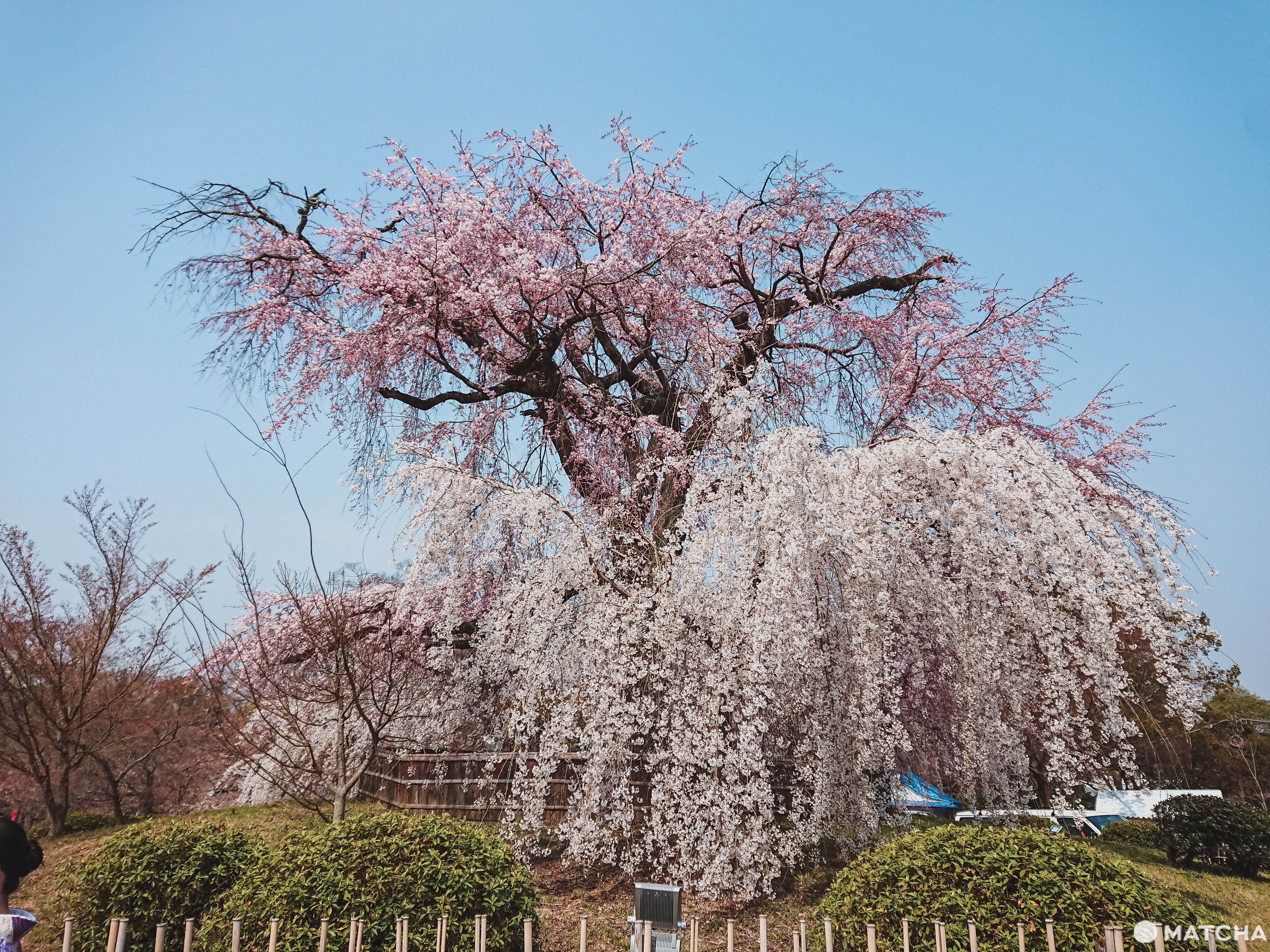【京都】八坂神社半天女子散步提案