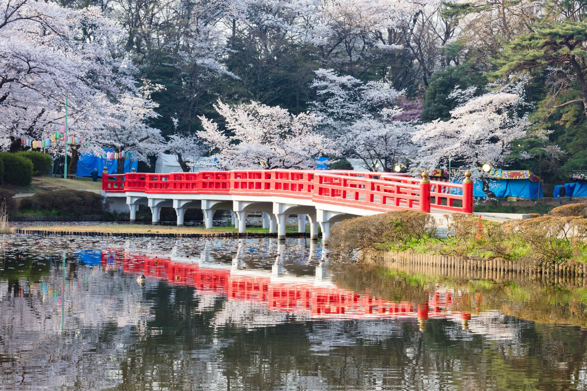 岩槻城址公園桜
