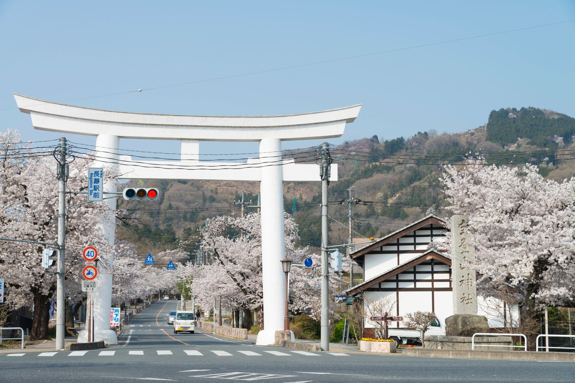 長瀞櫻桜