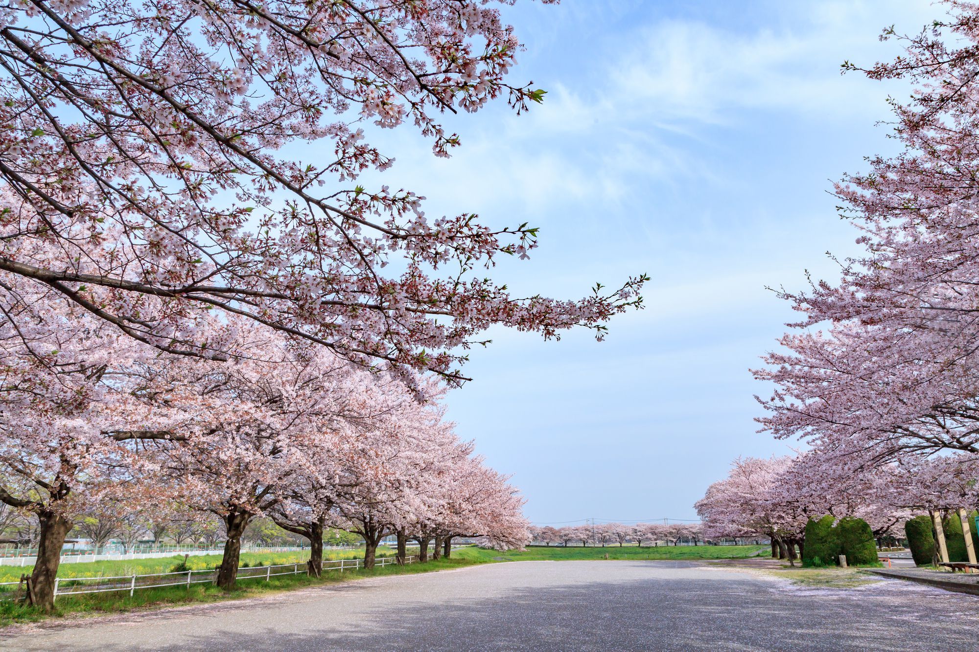 大宮公園桜