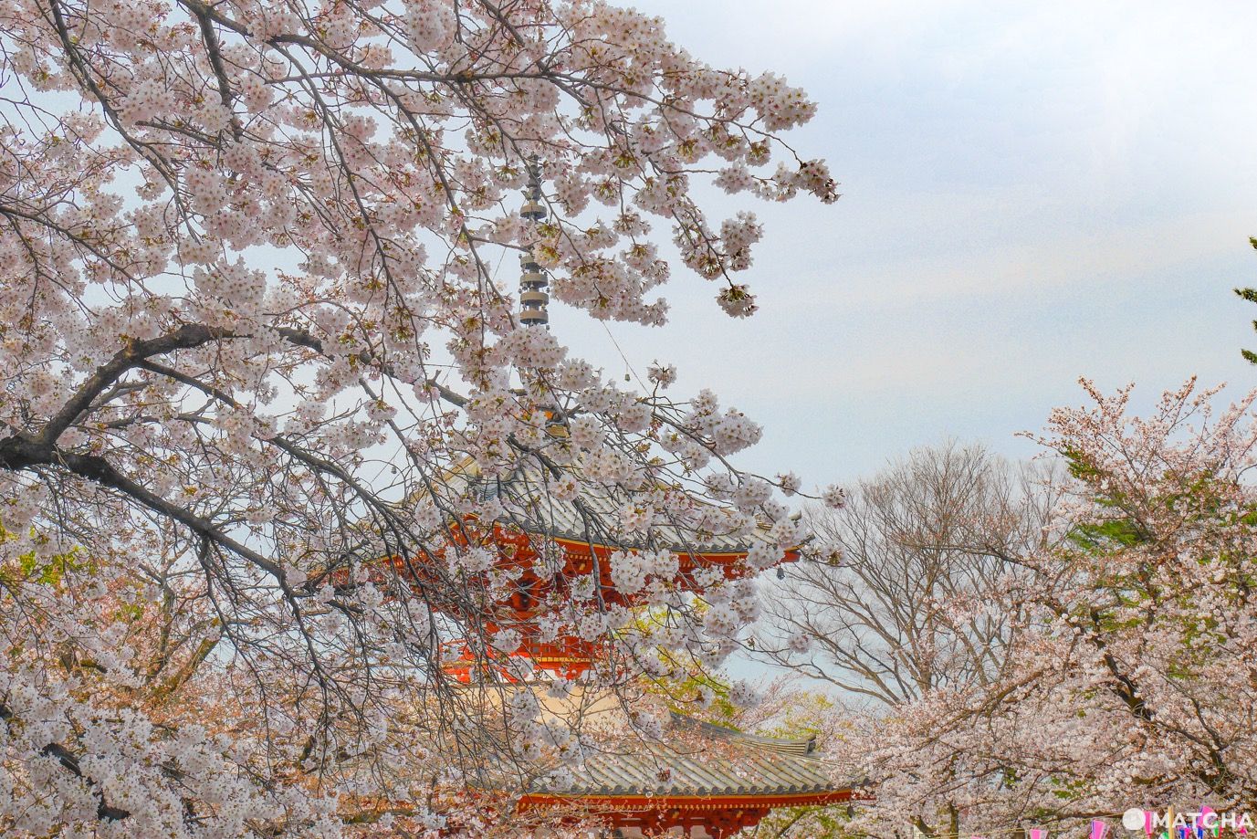 川越桜