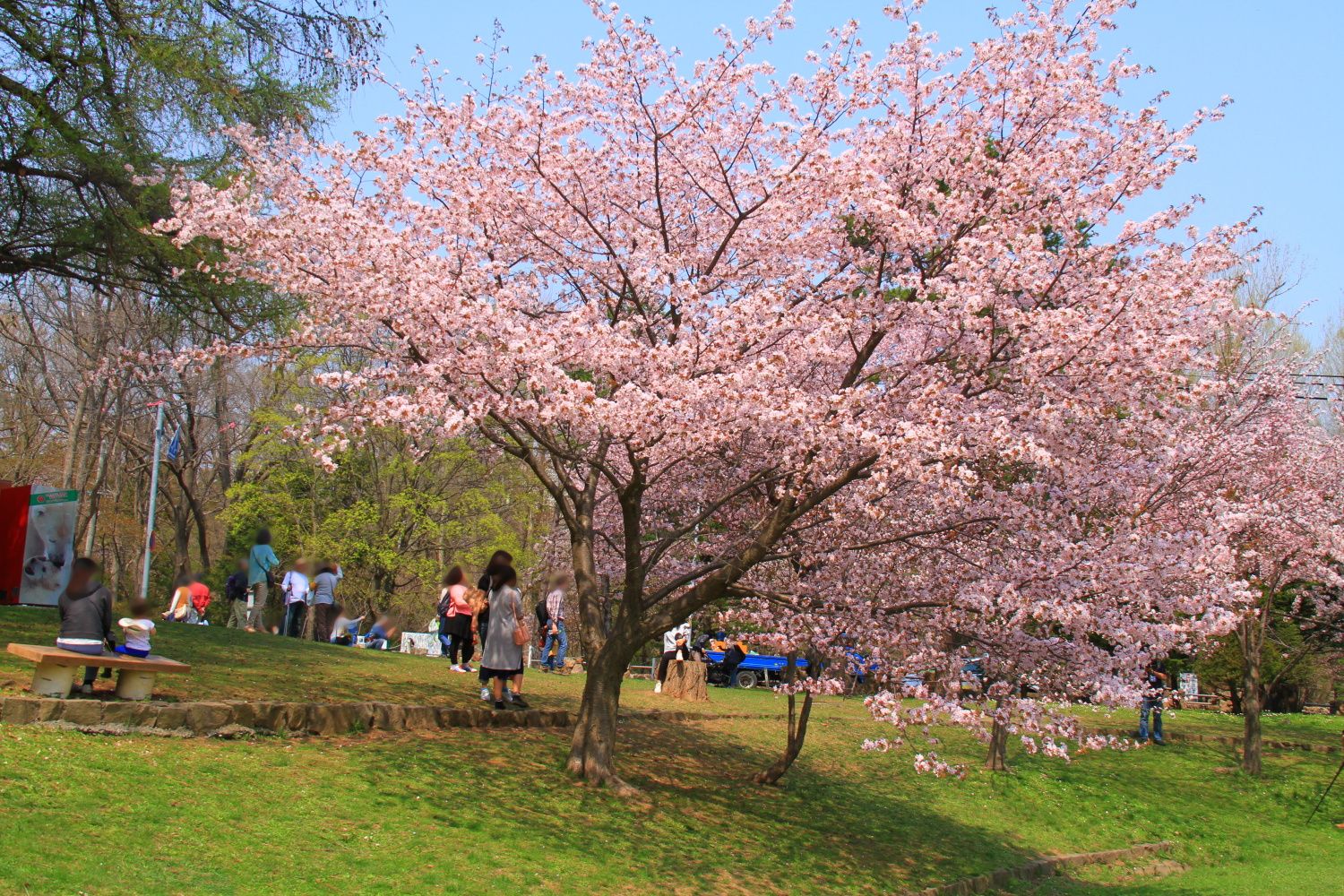 札幌賞櫻2 圓山公園