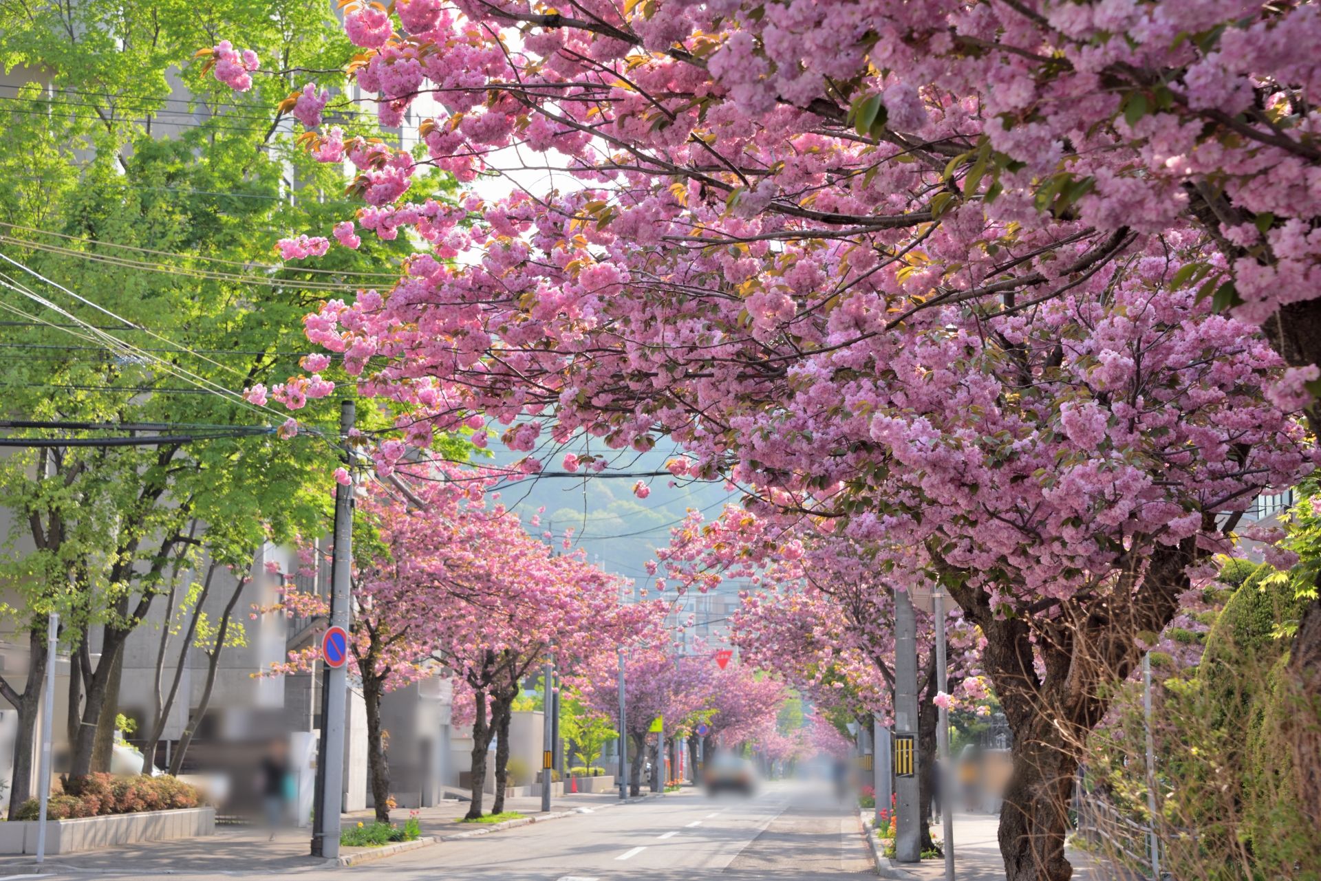 札幌賞櫻3 南圓山地區