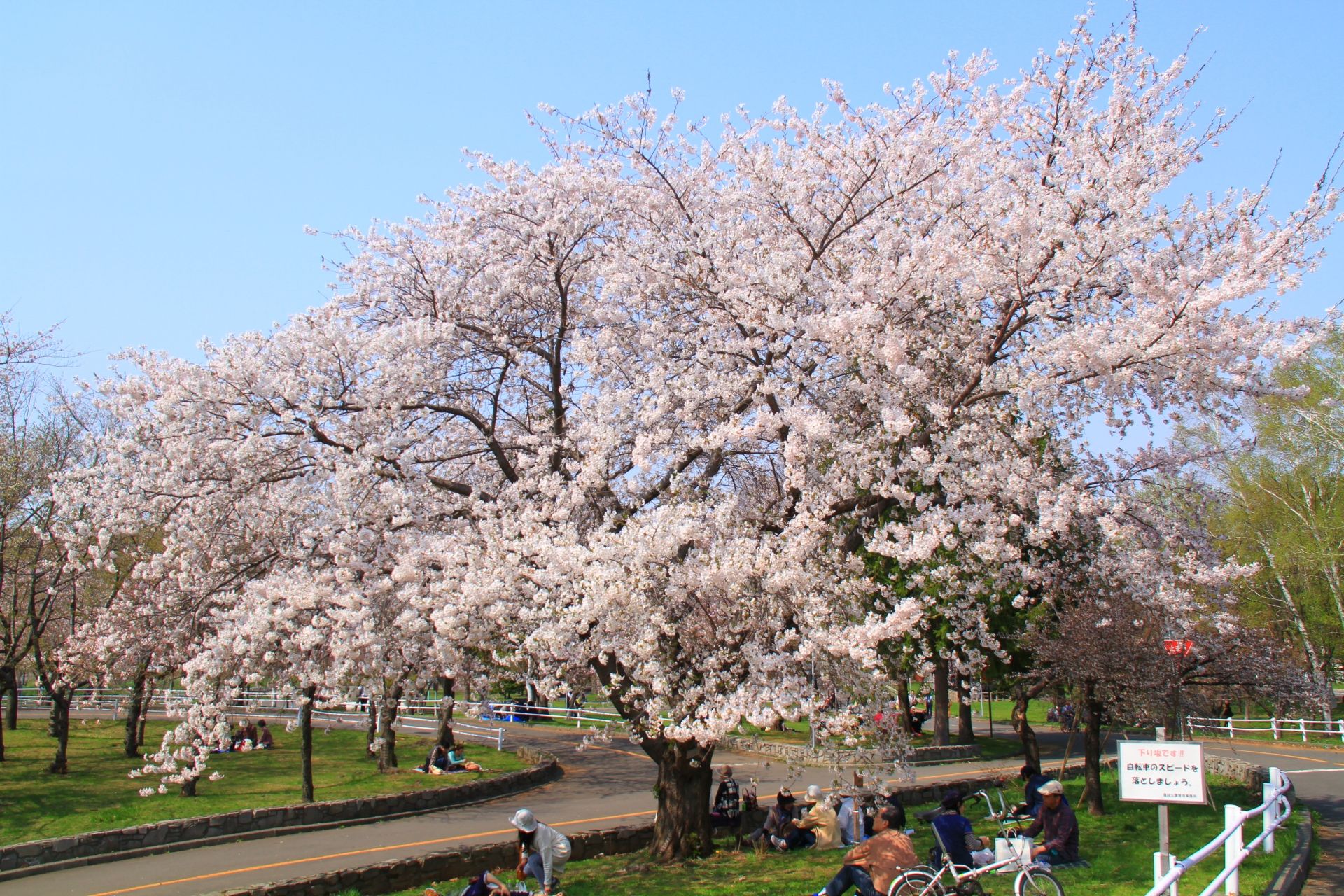 札幌賞櫻6 農試公園