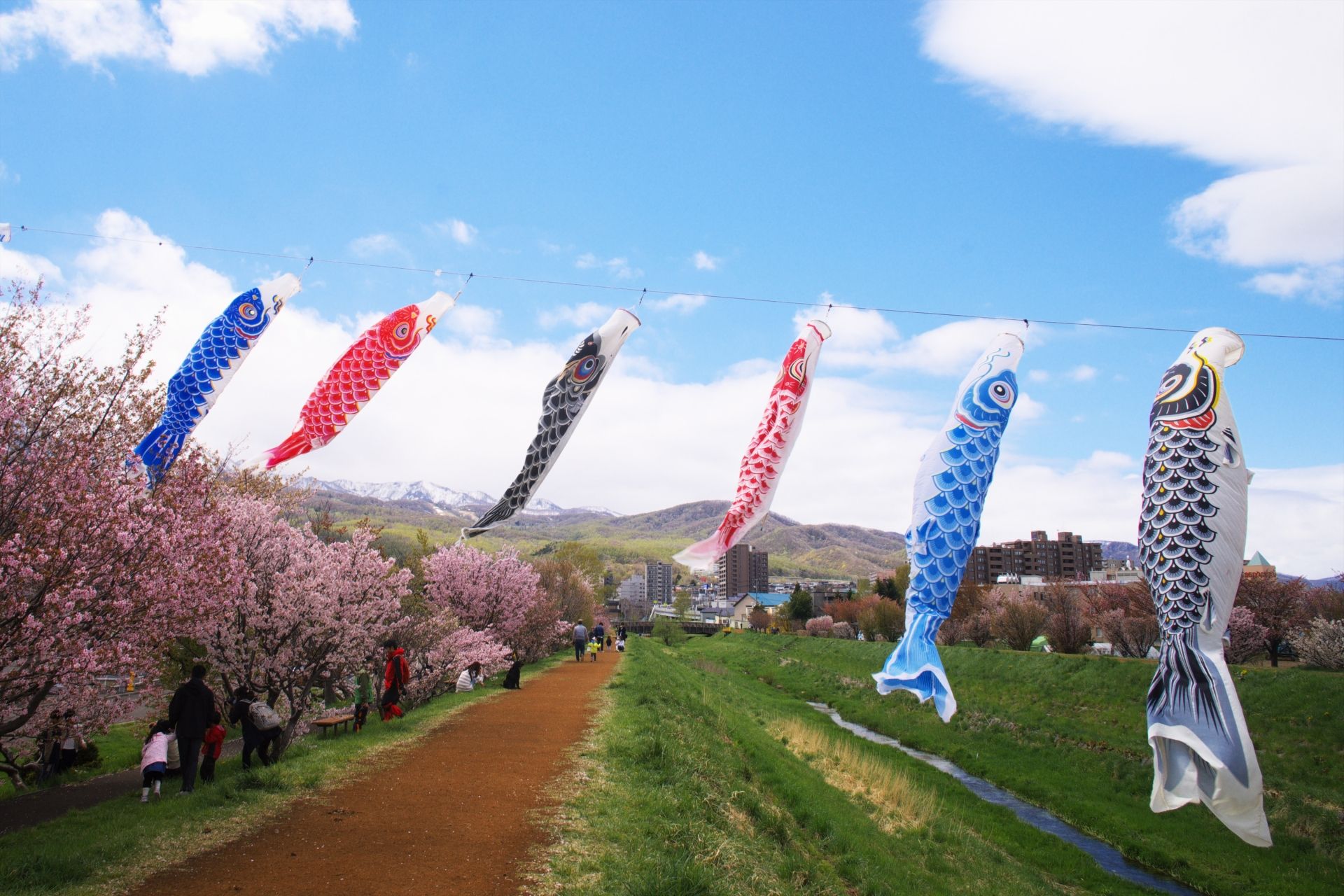 札幌賞櫻8 定山溪