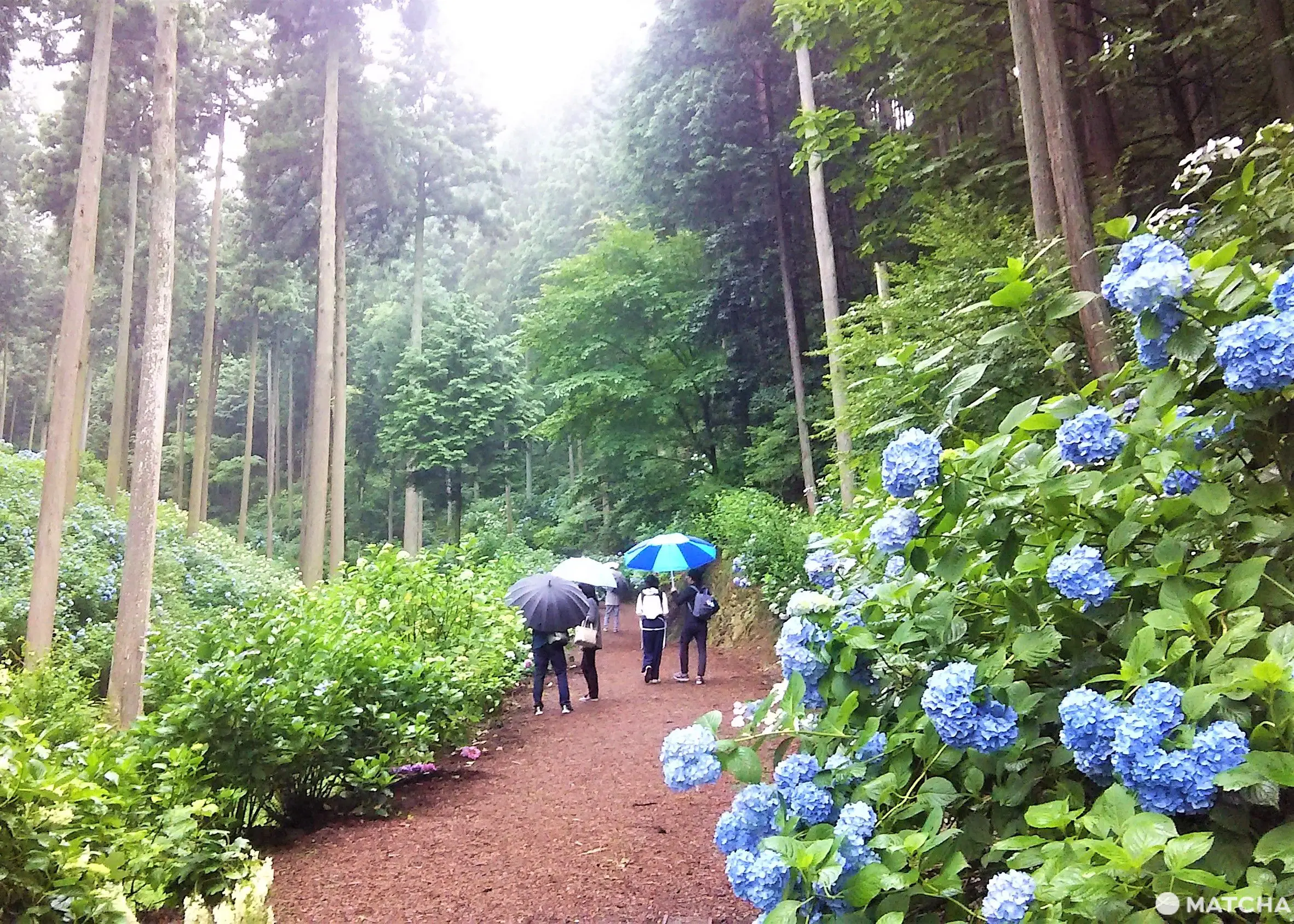 A Hidden Art Spot In Tokyo's Enchanted Forest: Tomonaga Akimitsu Museum