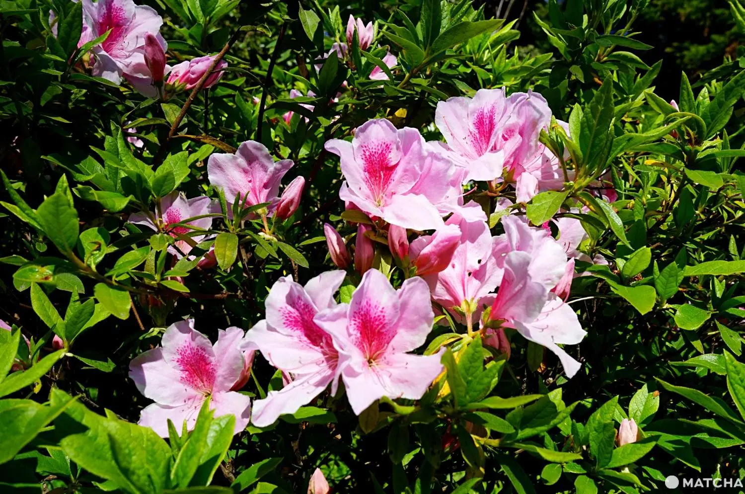 Kamakura Day Trip - Zen Meditation, Shrines, And Hiking