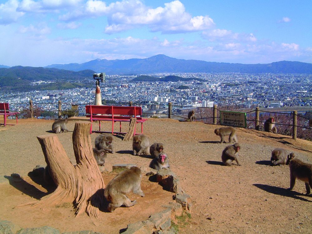 Arashiyama Monkey Park Iwayatama Arashiyama Monkey Park Iwayatama