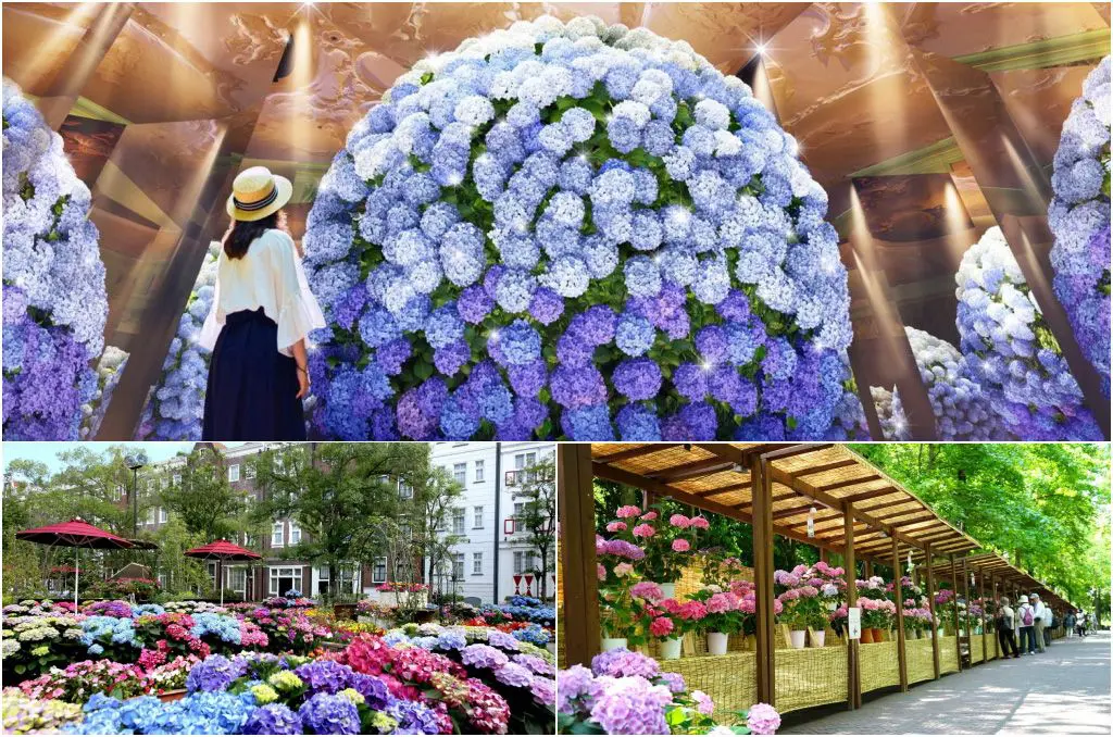 墜入「長崎豪斯登堡」萬花筒世界！繡球花達1,250種超夢幻