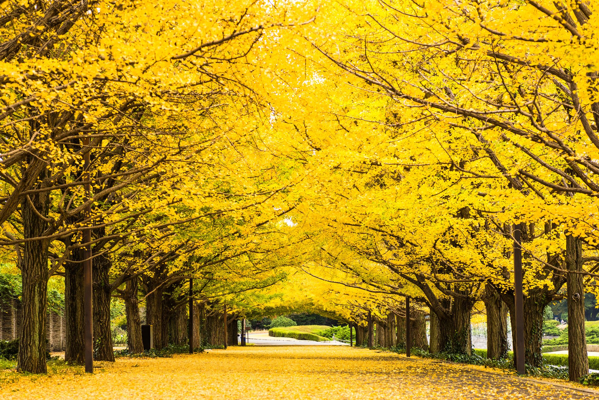 國營昭和紀念公園