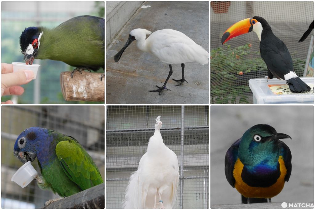 掛川花鳥園賞鳥 掛川花鳥園賞鳥