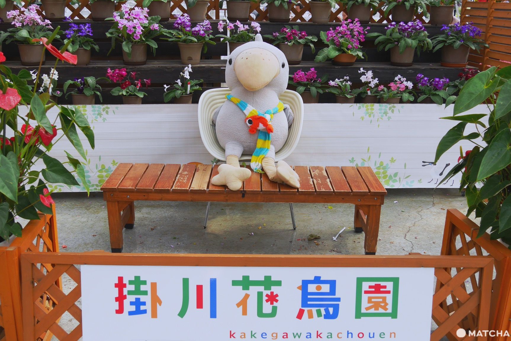 掛川鯨頭鸛 掛川鯨頭鸛