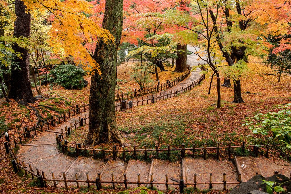 兼六園 賞楓