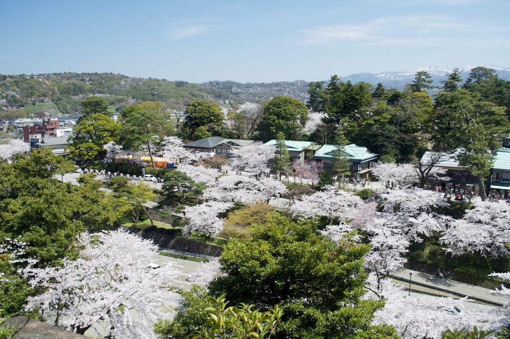 兼六園 賞櫻