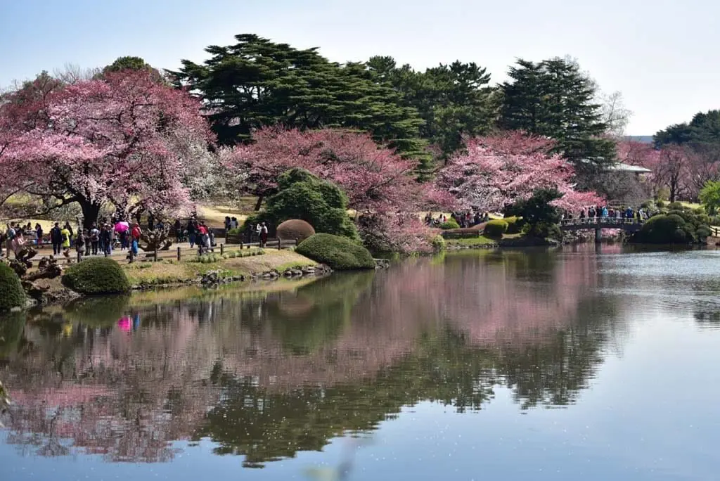 別說小編沒提醒你！2020年「新宿御苑」賞櫻預售票聰明訂！