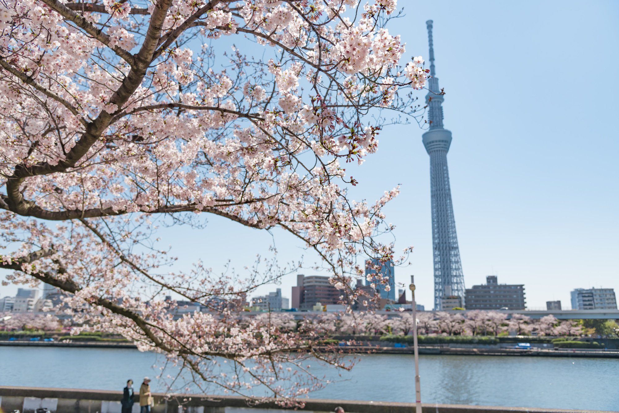 東京櫻花賞櫻_淺草隅田川隅田公園 東京櫻花賞櫻_淺草隅田川隅田公園