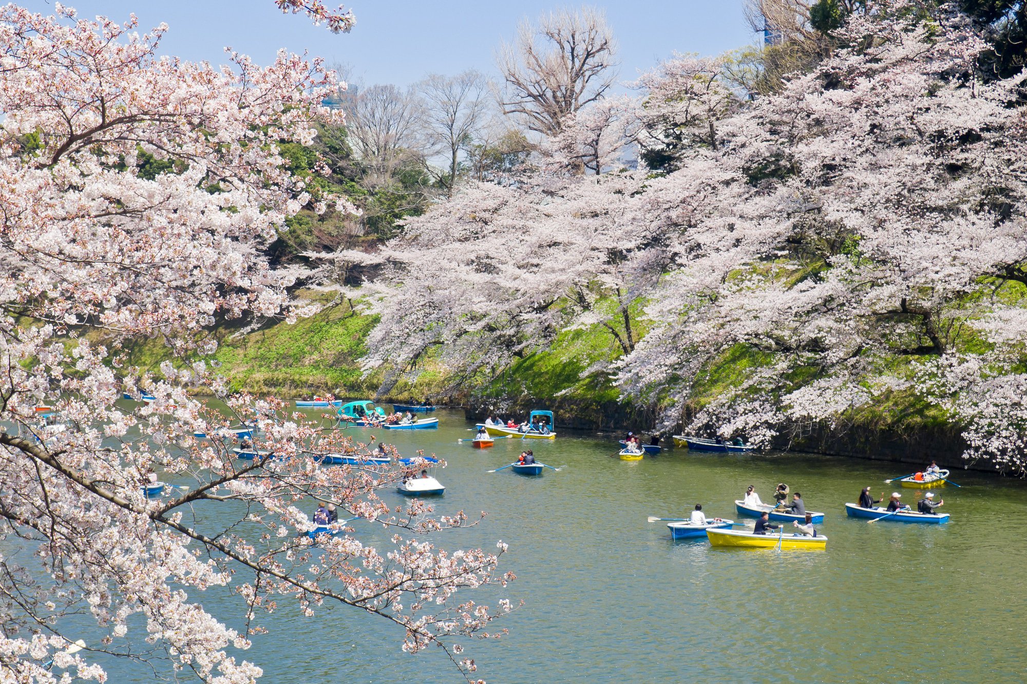 東京櫻花賞櫻_千鳥之淵 東京櫻花賞櫻_千鳥之淵