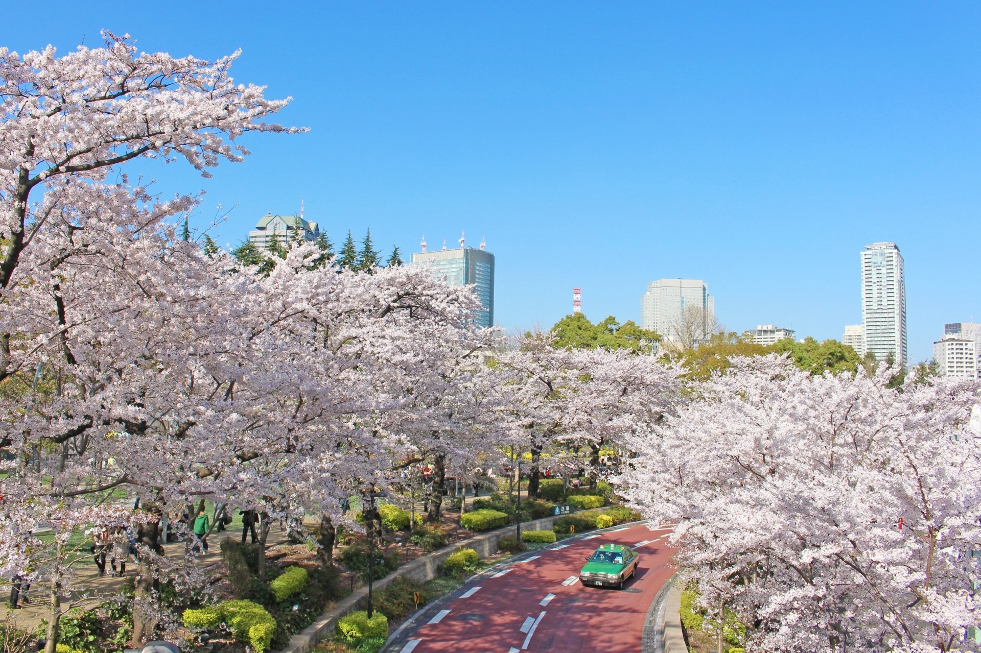 roppongi roppongi cherry blossoms