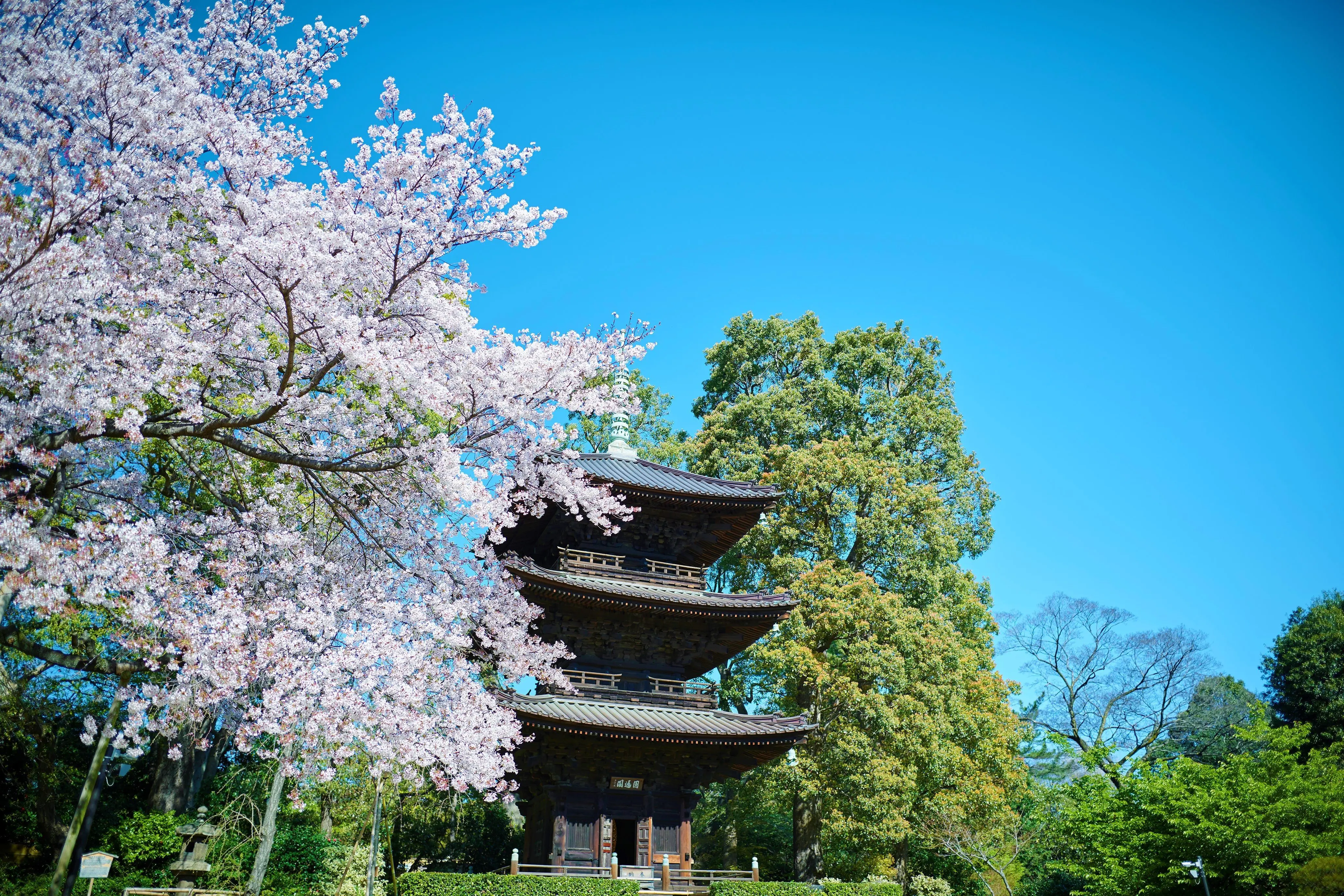 Cherry Blossoms and a Sea of Clouds! Hotel Chinzanso Tokyo in Spring