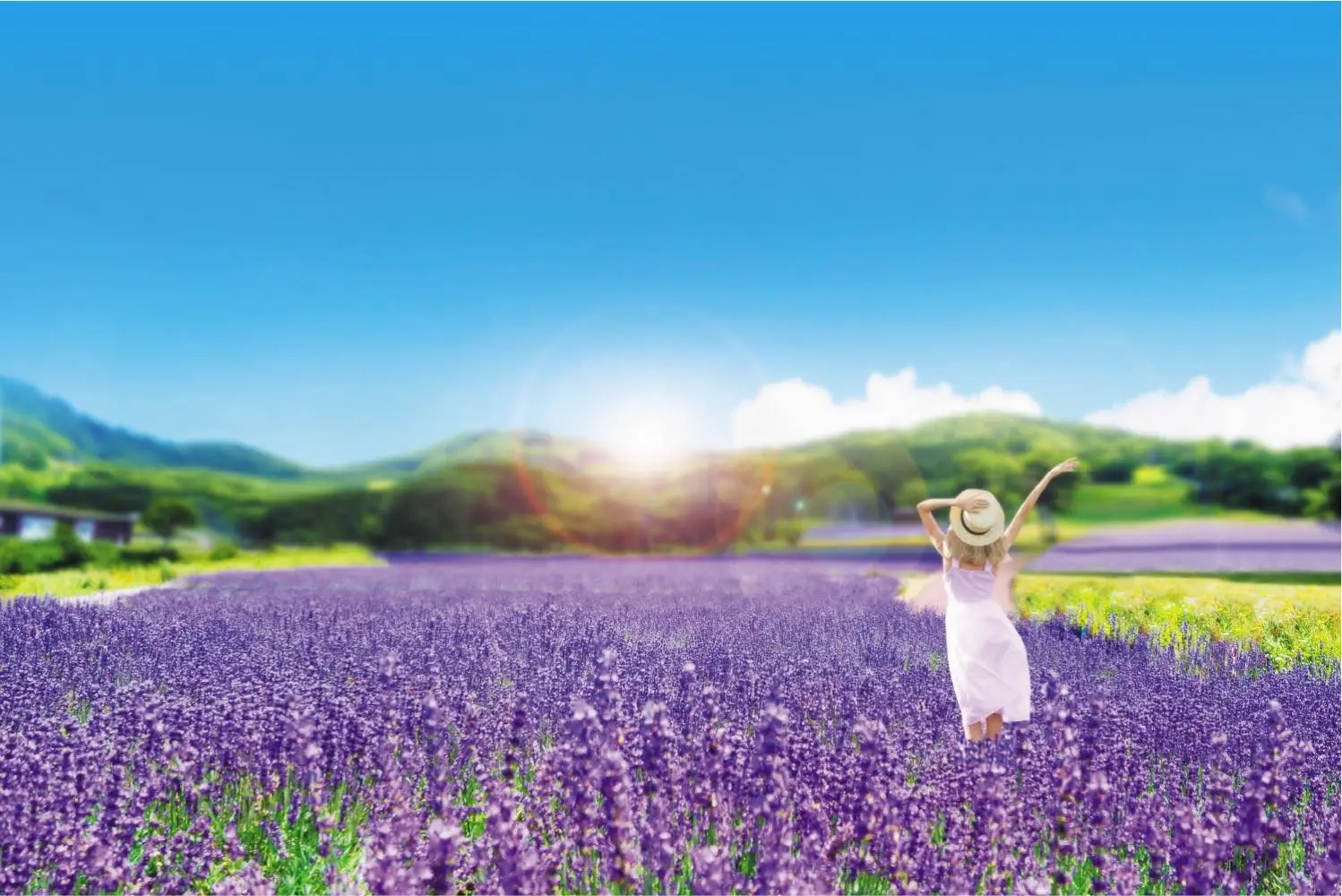 Tambara Lavender Park: 50,000 Lavender Flowers in Bloom Near Tokyo!
