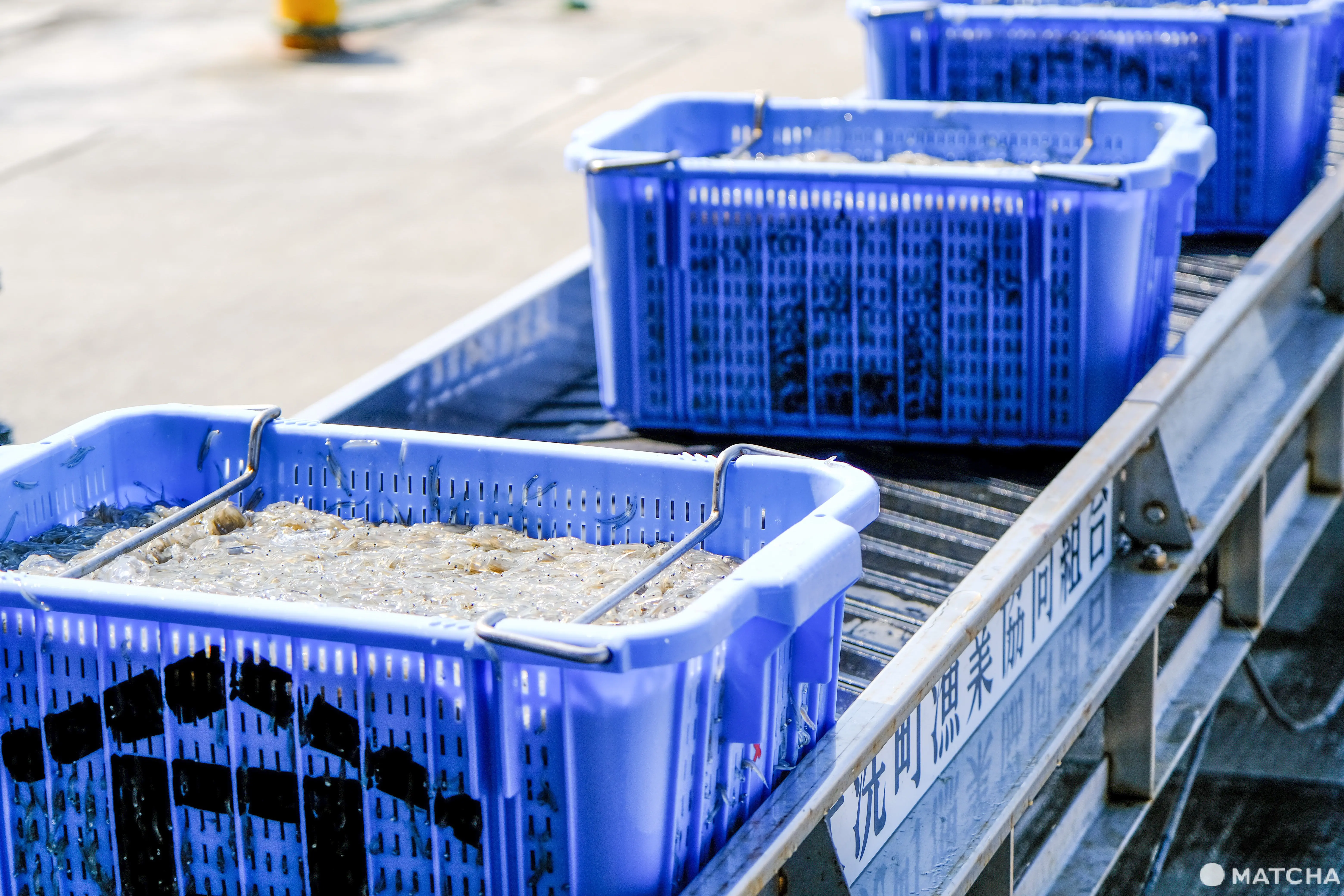 緑茶・大吟醸で魚を加工⁉茨城・大洗で「飯岡屋水産」の絶品干物やハマグリ、シラスを楽しもう！