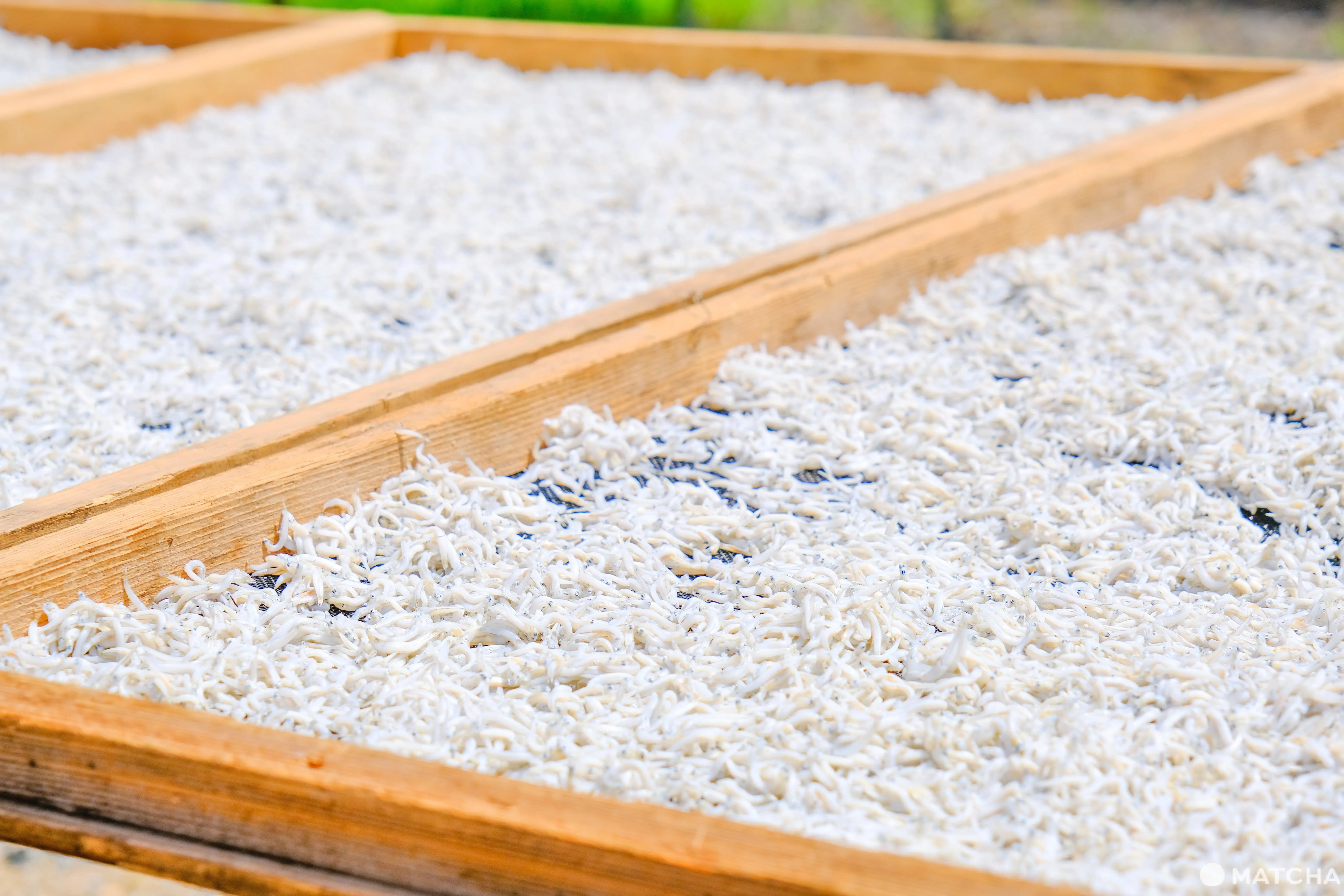 緑茶・大吟醸で魚を加工⁉茨城・大洗で「飯岡屋水産」の絶品干物やハマグリ、シラスを楽しもう！