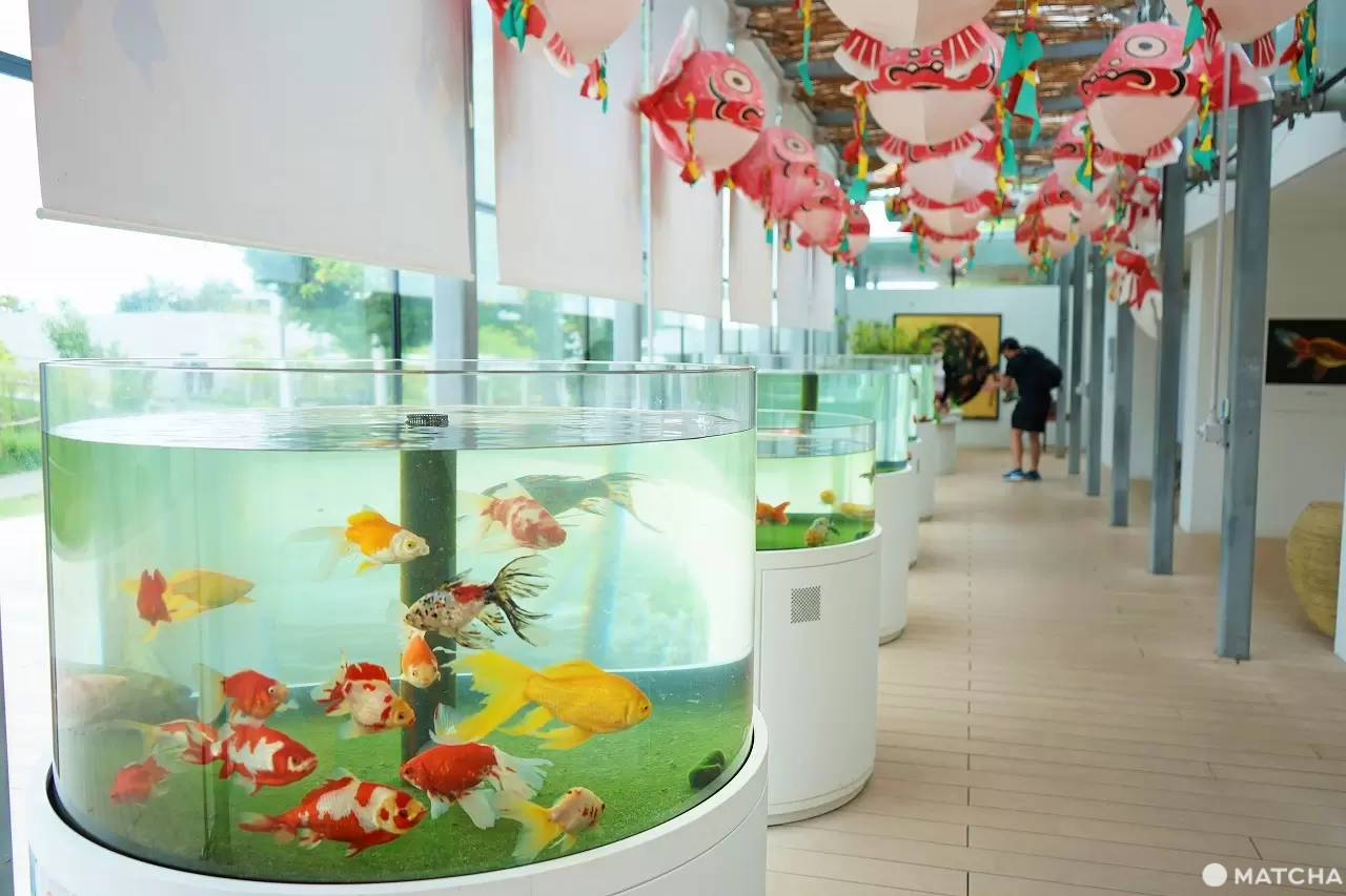 Exciting Ocean Discoveries in Iwaki: Seafood, an Aquarium, and Great Views