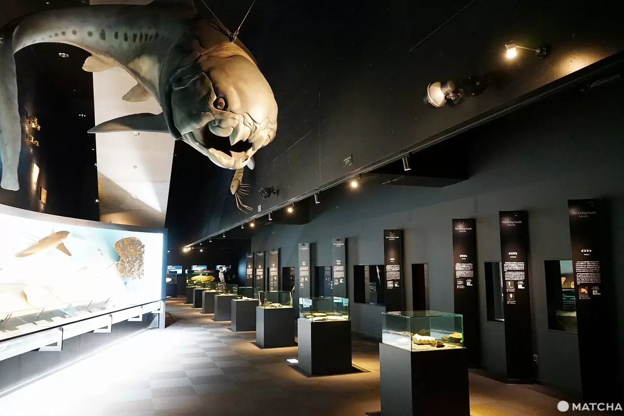 Exciting Ocean Discoveries in Iwaki: Seafood, an Aquarium, and Great Views