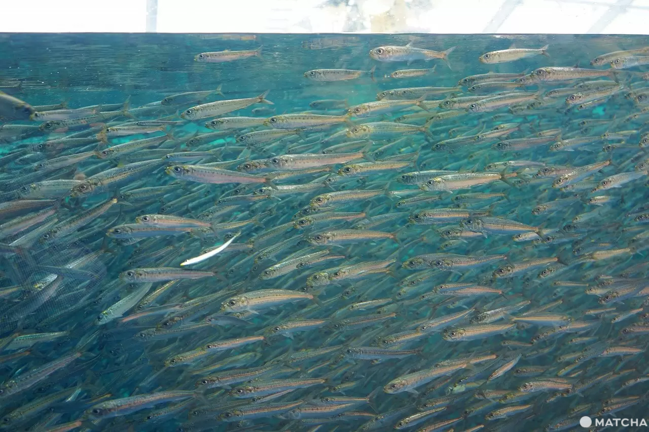 Exciting Ocean Discoveries in Iwaki: Seafood, an Aquarium, and Great Views