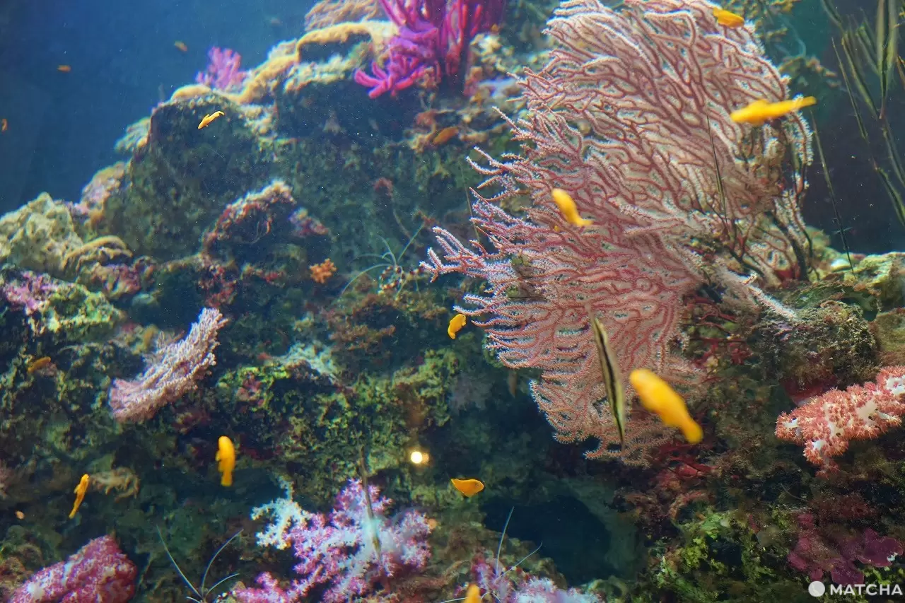 Exciting Ocean Discoveries in Iwaki: Seafood, an Aquarium, and Great Views