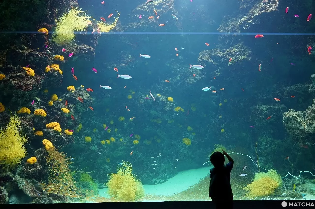 Exciting Ocean Discoveries in Iwaki: Seafood, an Aquarium, and Great Views