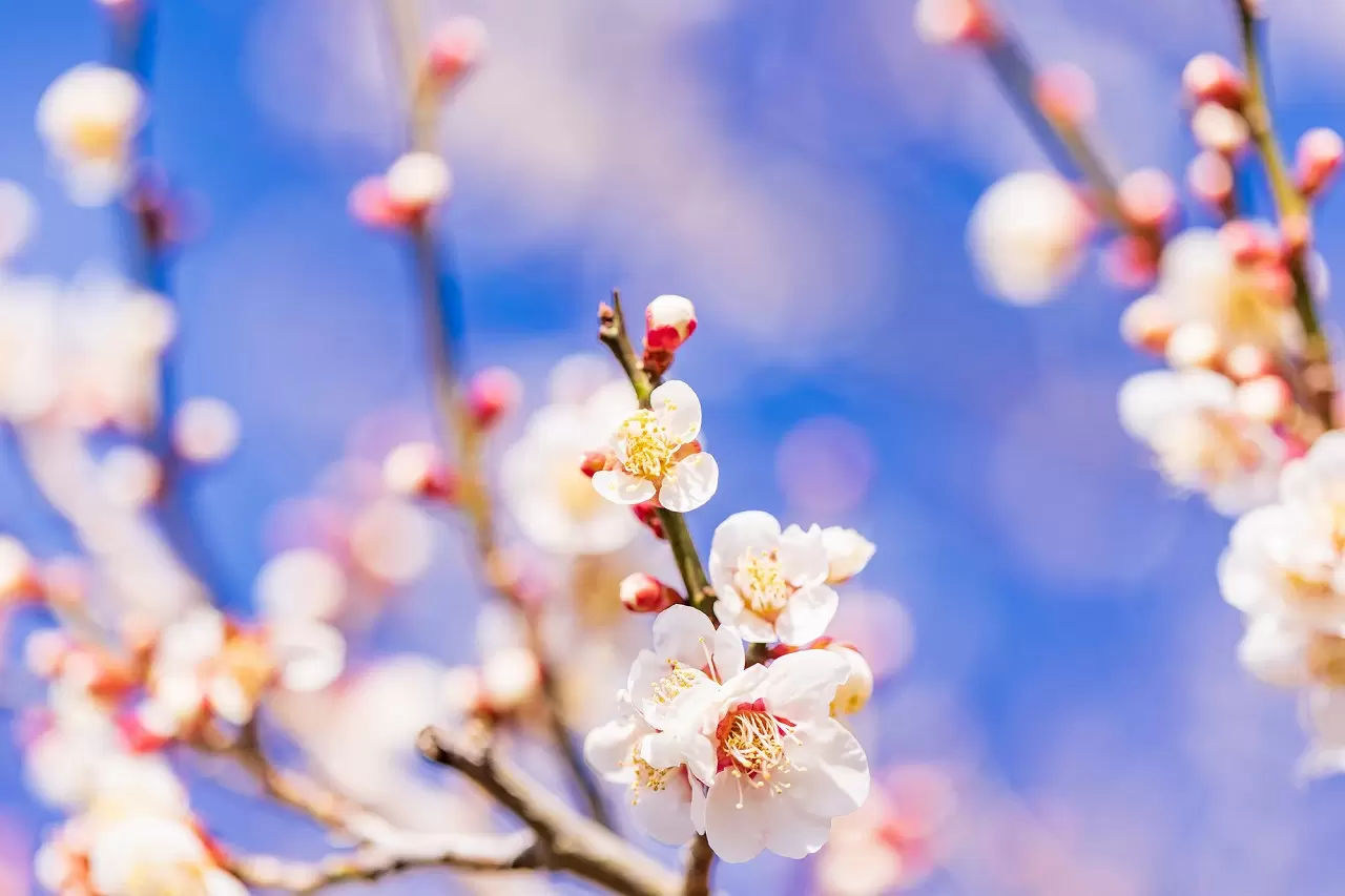 Welcome Spring at Yomiuriland’s Flower Park! HANA BIYORI Plum Blossom Festival 2023