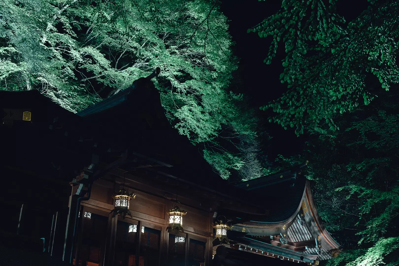 京都「貴船神社」初夏限定夜間點燈活動，一起來賞奇幻青楓！