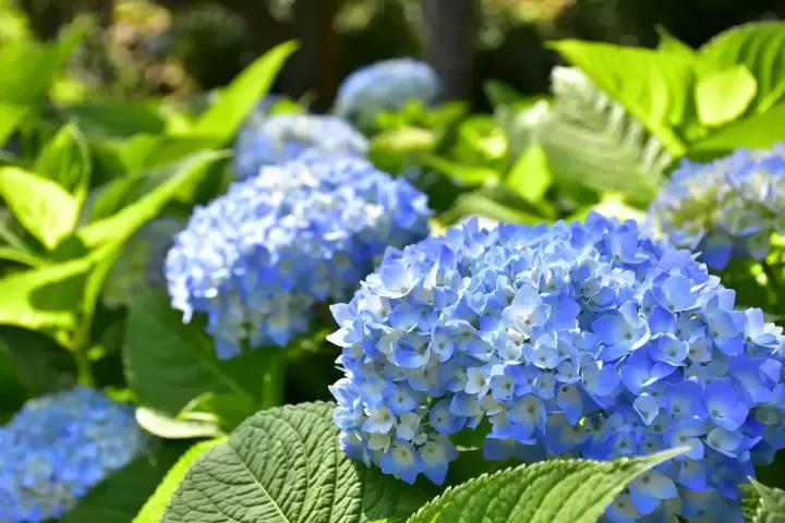 Hydrangeas and Floating Umbrellas at Izu's New York Lamp Museum