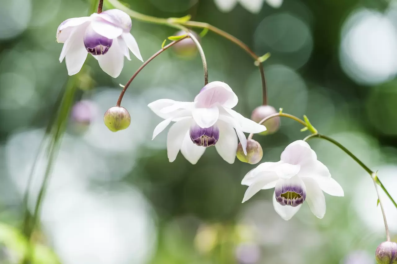 Mt. Mitake Rengeshoma Festival 2025: See Tokyo's Rare Wildflowers