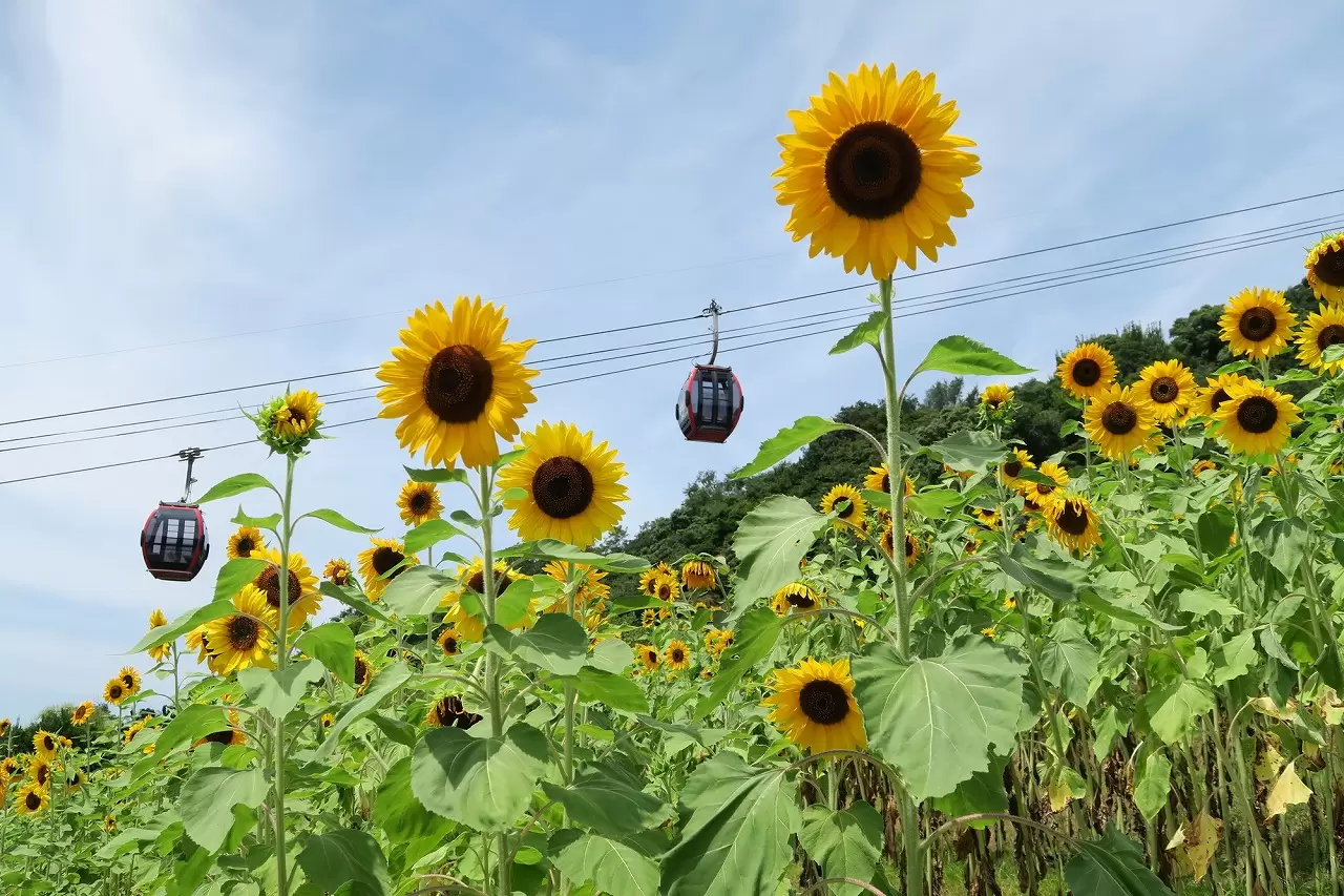 Summer at Kobe Nunobiki Herb Gardens: Sunflowers and Great City Views!