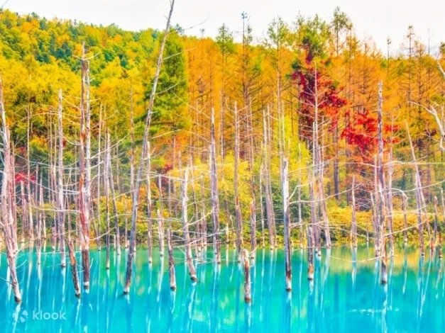 8 Amazing Autumn Tours to Take and See the Foliage