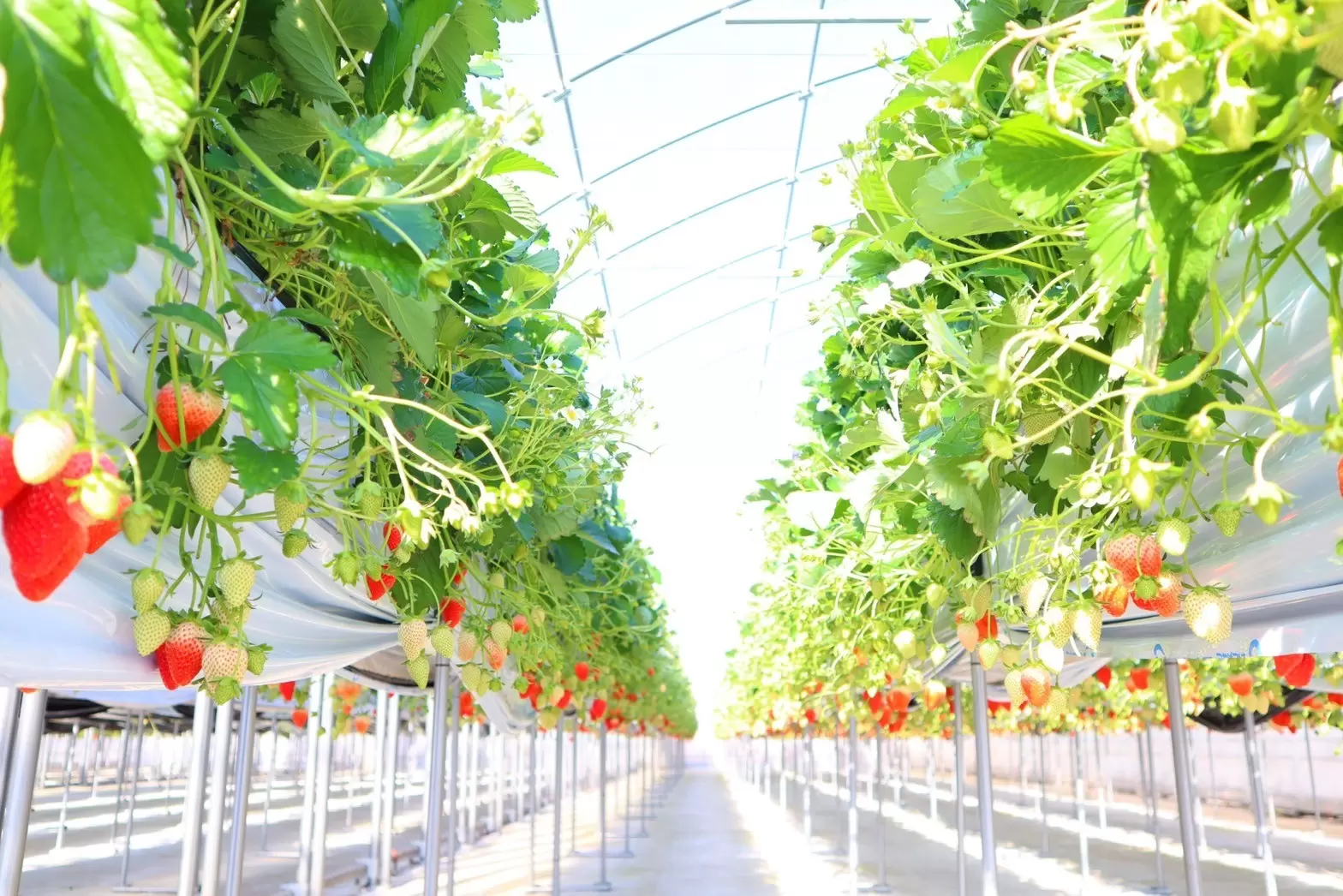 「茨城」大型觀光草莓農園開幕，7種草莓品種邊採邊吃邊比較！