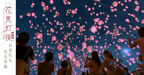 Cherry Blossoms and Sky Lanterns! Aichi Hanami Lights 2024