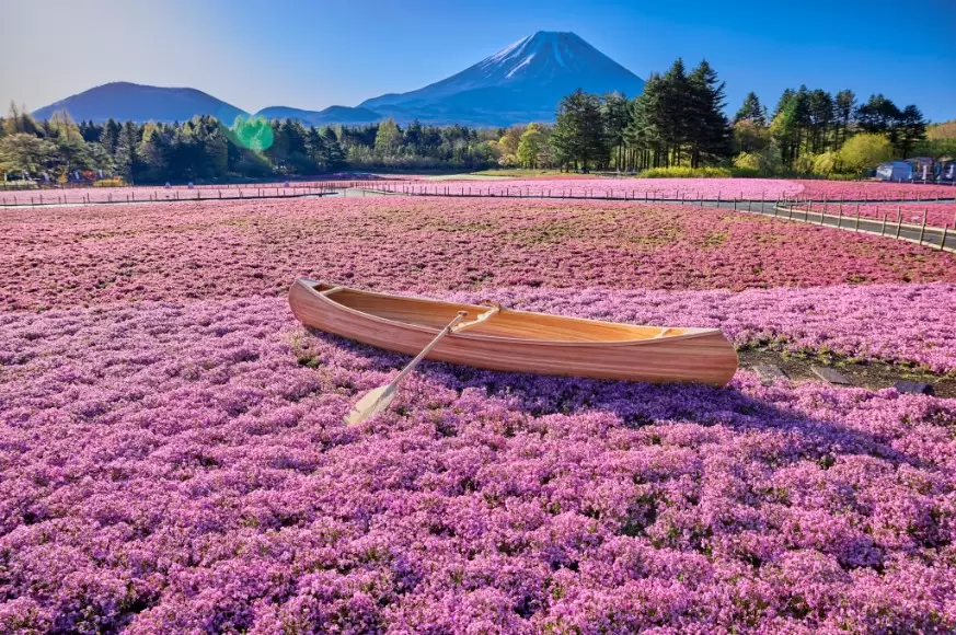 富士山與花海同框入鏡！「富士芝櫻祭典」、「彼得兔英國花園」4月浪漫登場