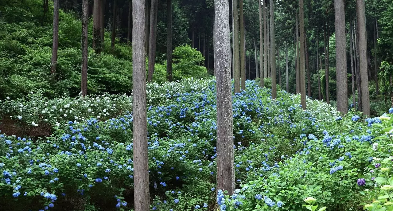 Visit in June! Minamisawa Hydrangea Mountain: Tokyo's Flower Paradise